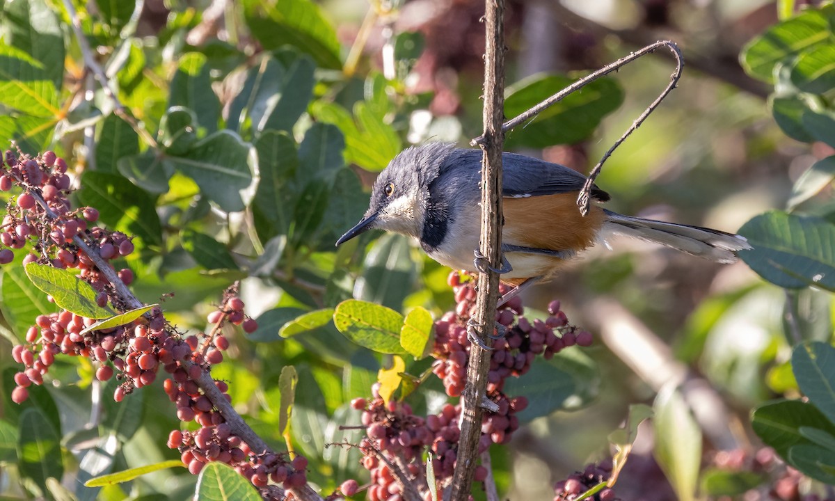 Apalis à col noir - ML640641218