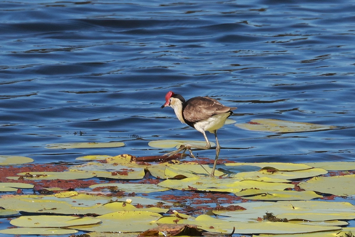 Comb-crested Jacana - ML640641233