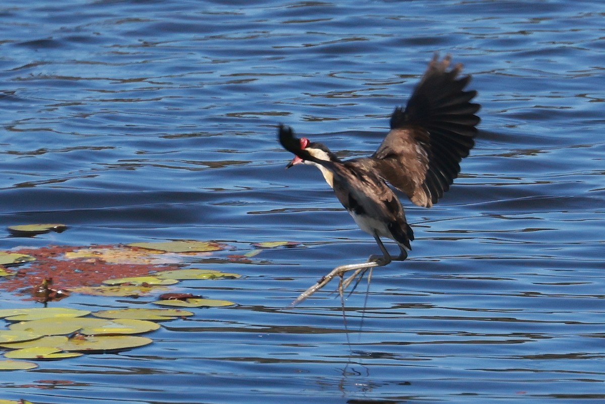 Comb-crested Jacana - ML640641234