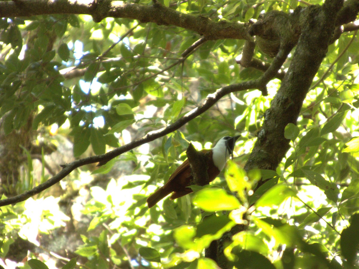 Three-wattled Bellbird - ML640641239