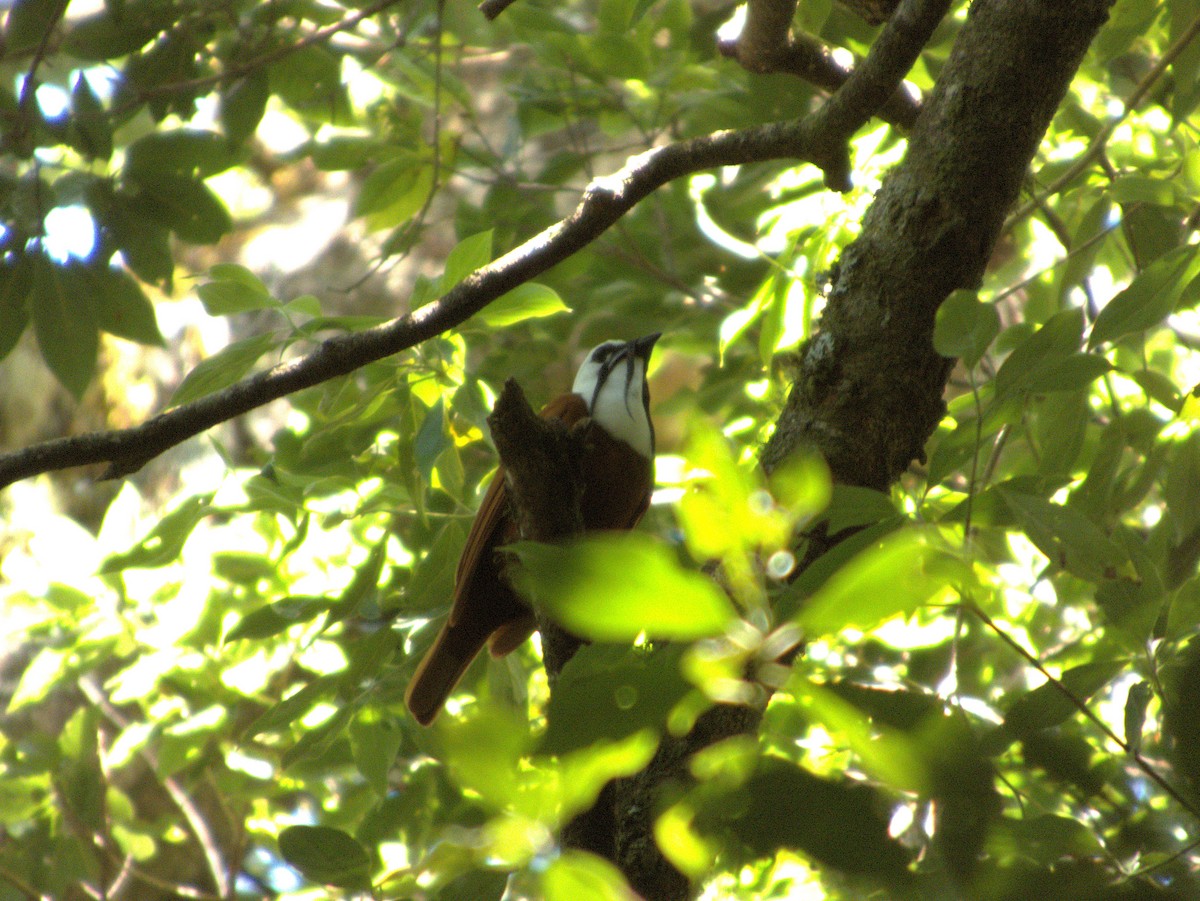 Three-wattled Bellbird - ML640641240