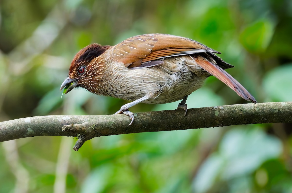 Striated Laughingthrush - ML640641251