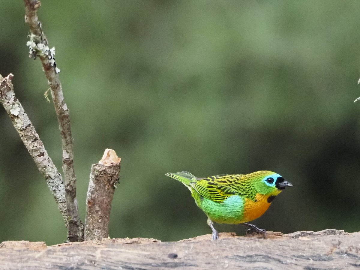 Brassy-breasted Tanager - ML640641265
