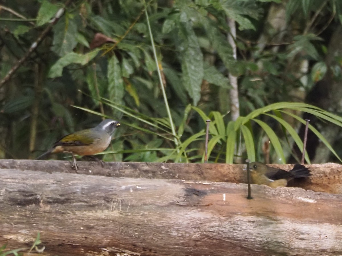 Green-winged Saltator - ML640641290