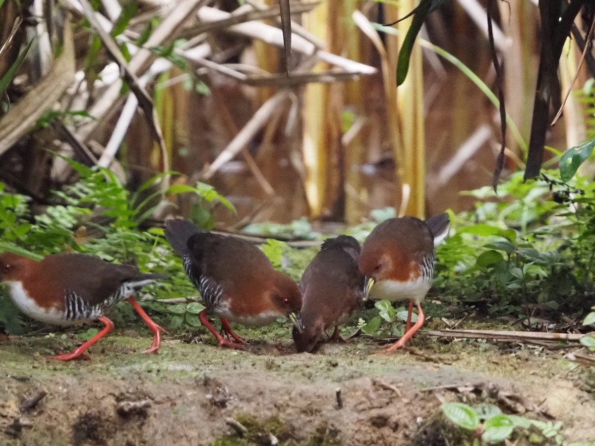 Red-and-white Crake - ML640641299