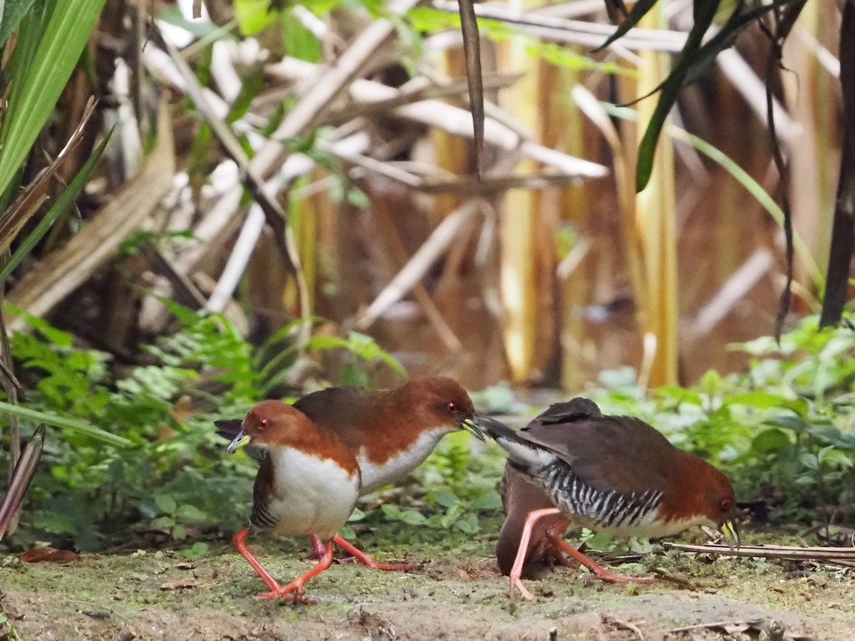 Red-and-white Crake - ML640641300