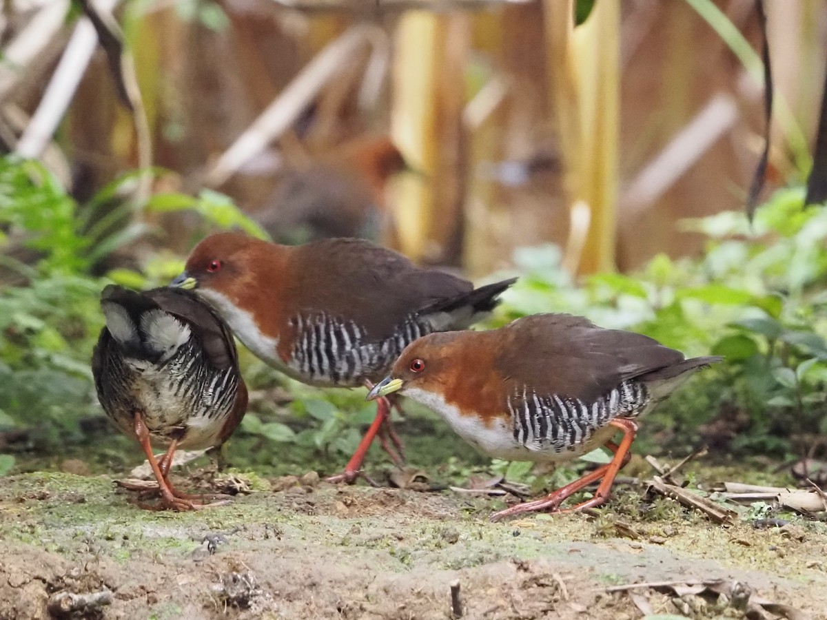 Red-and-white Crake - ML640641301