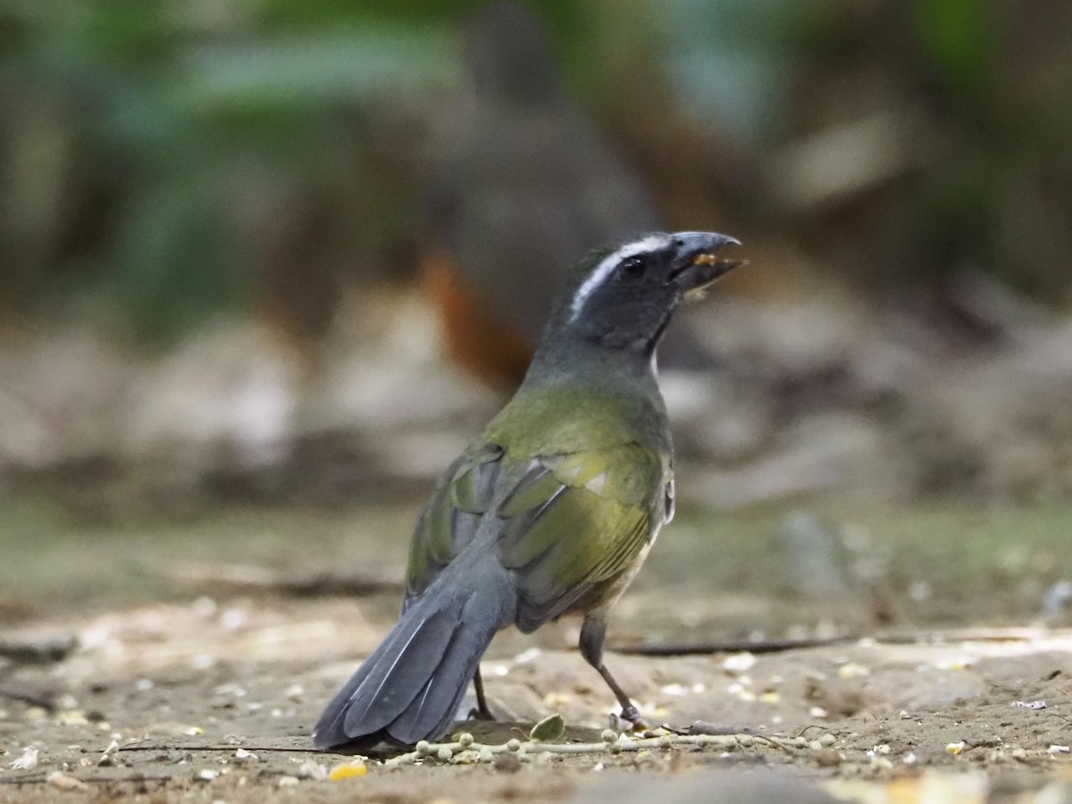 Green-winged Saltator - ML640641307