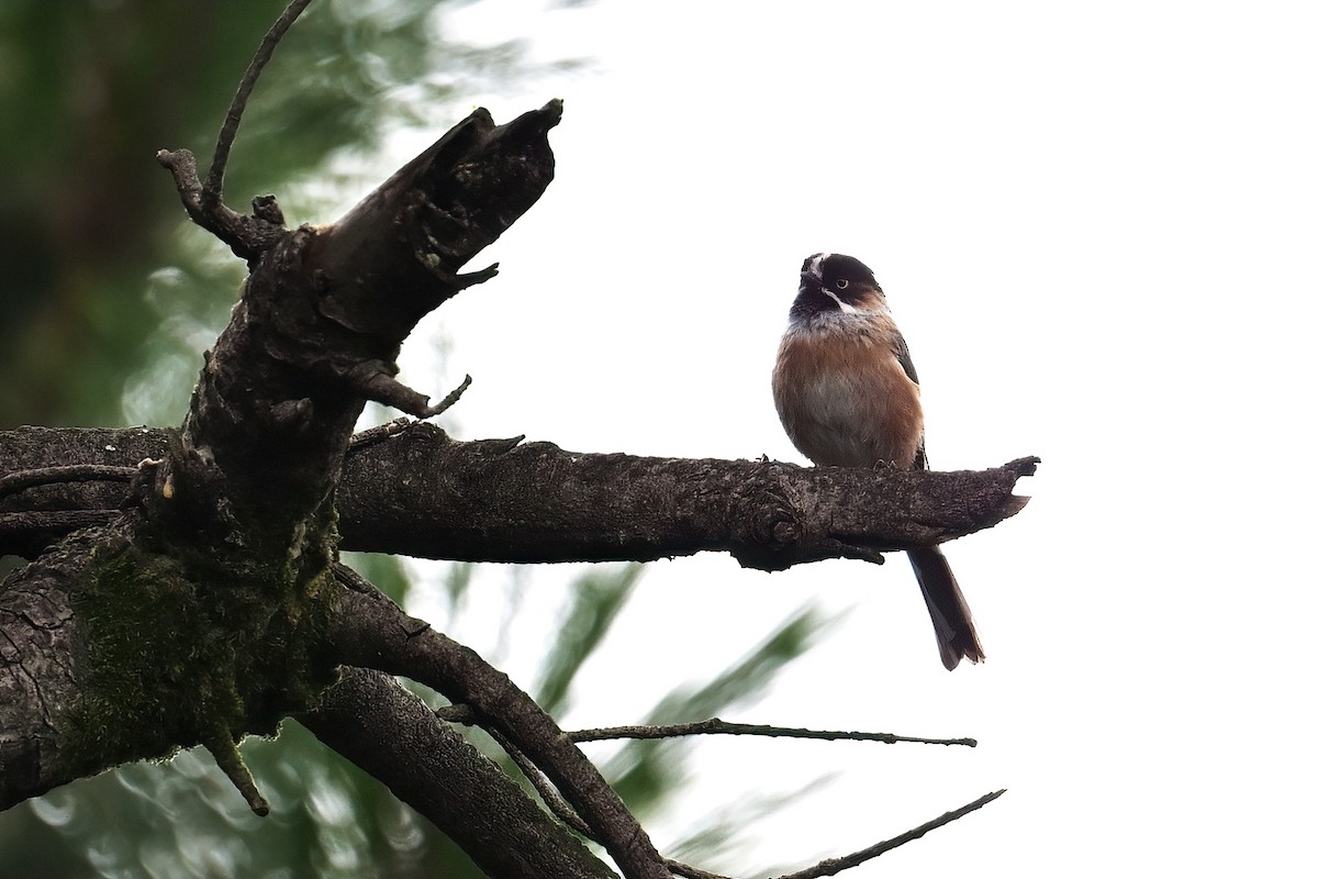 Black-browed Tit (Black-browed) - ML640641309
