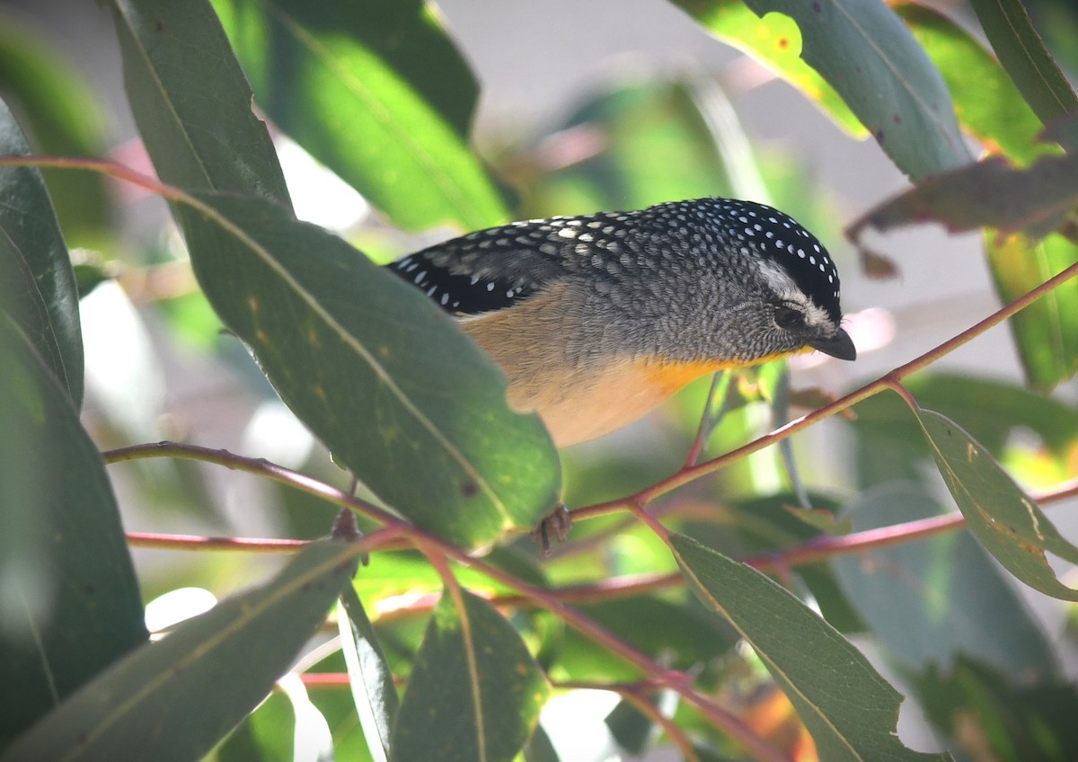 Spotted Pardalote - ML640641332
