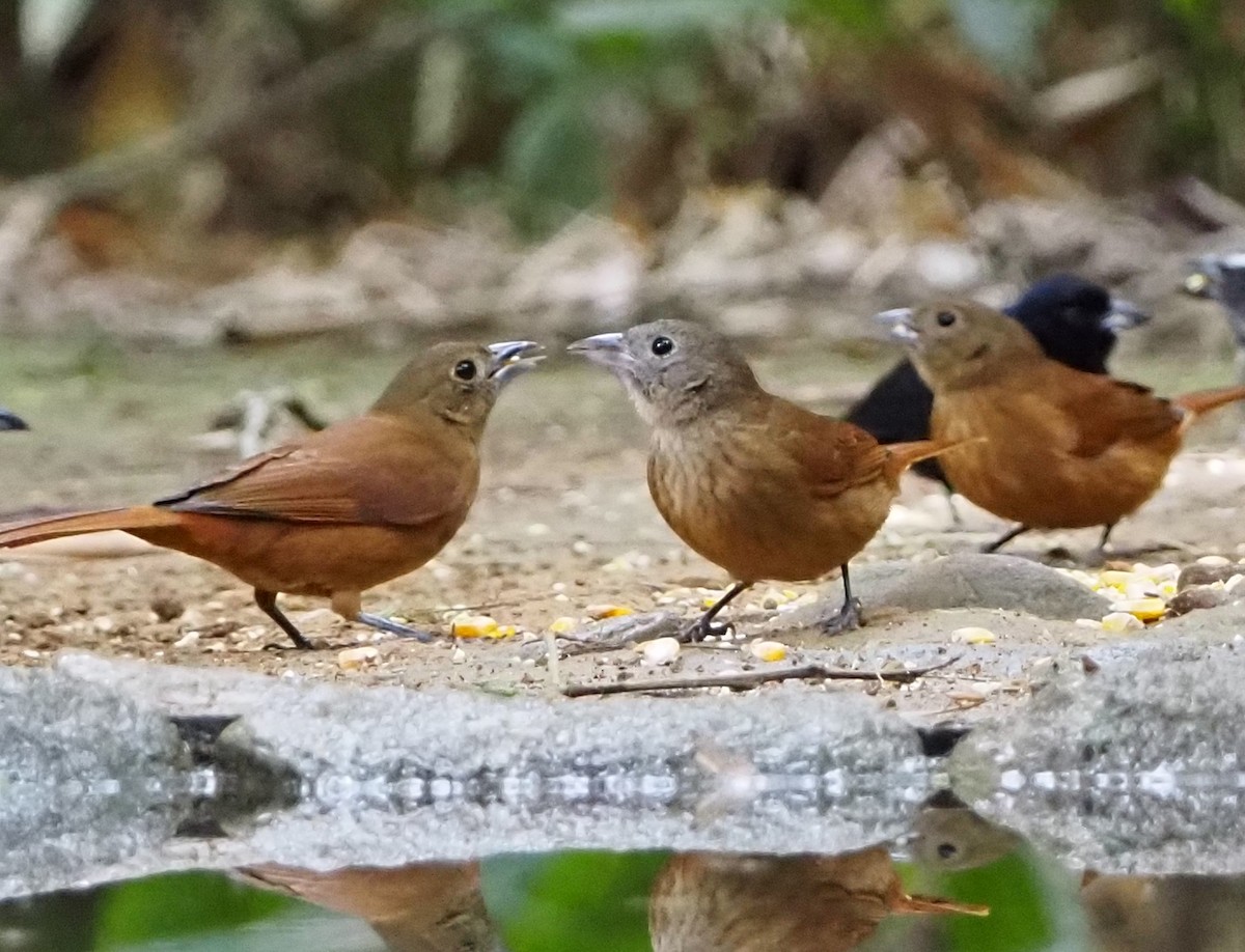 Ruby-crowned Tanager - ML640641355