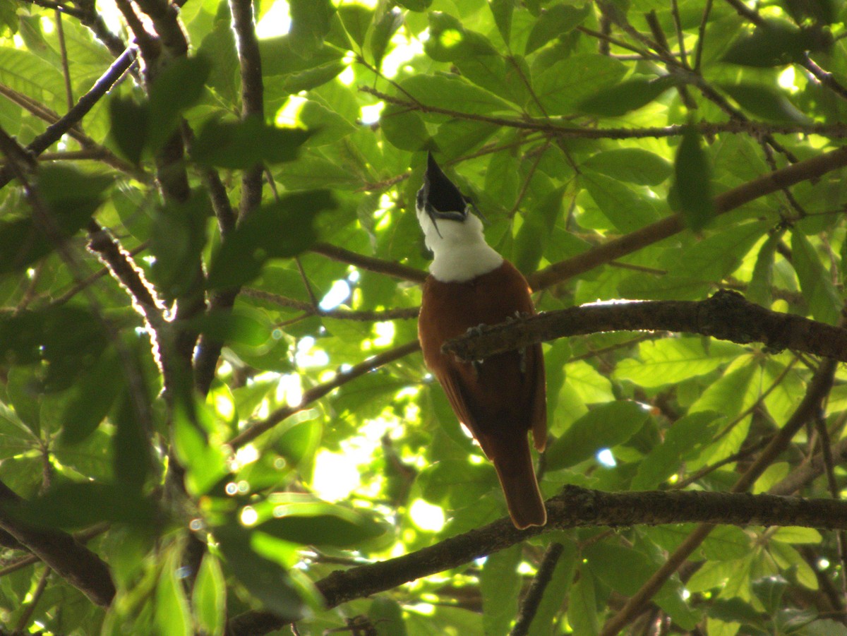 Three-wattled Bellbird - ML640641404