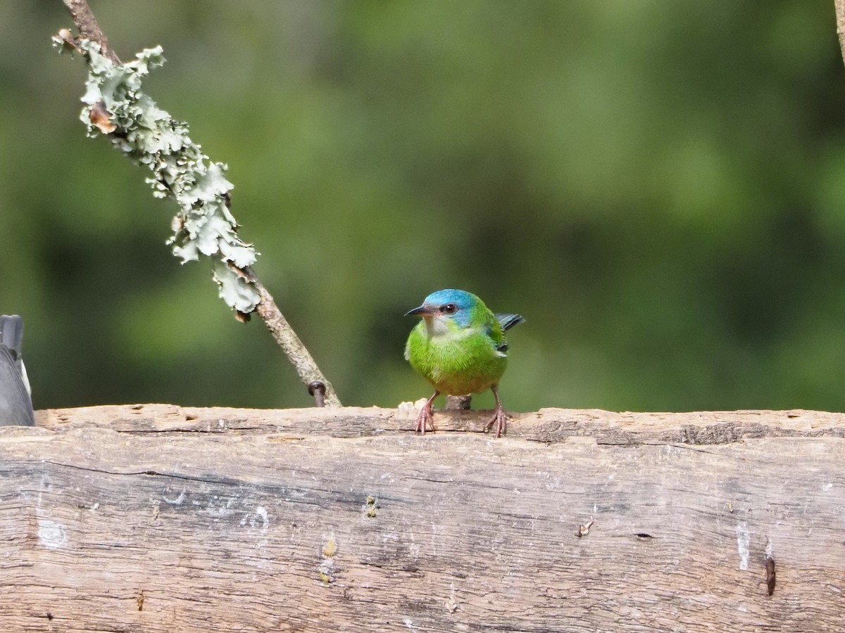 Blue Dacnis - ML640641480