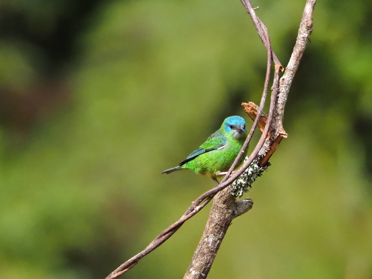 Blue Dacnis - ML640641482