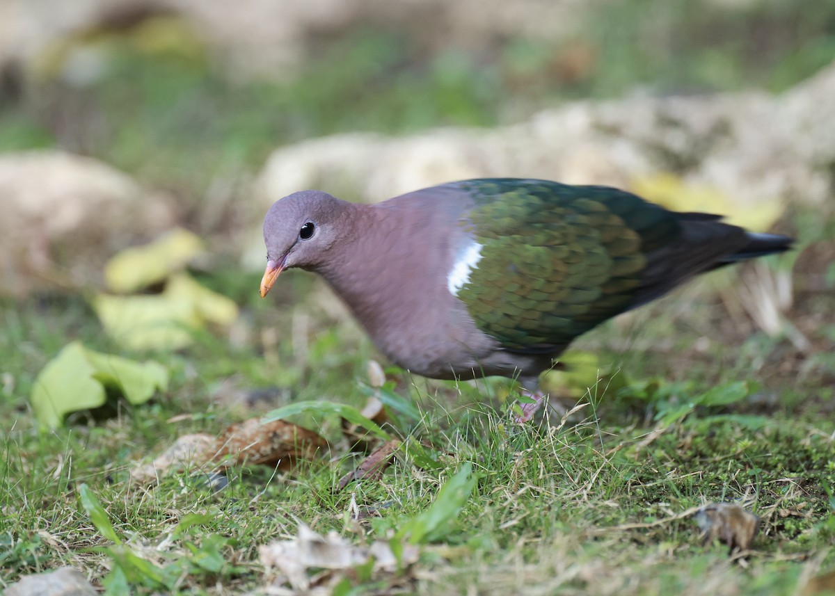 Pacific Emerald Dove - ML640641528