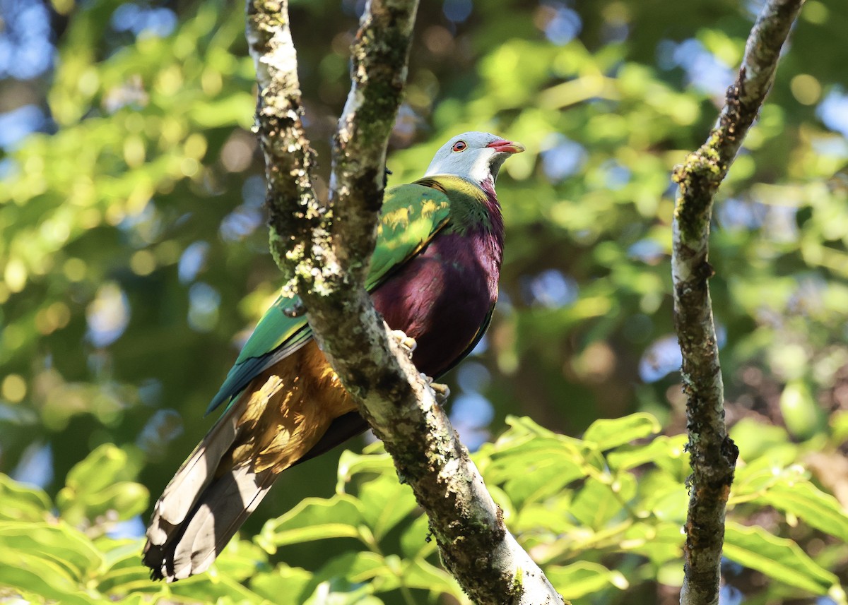 Wompoo Fruit-Dove - ML640641532