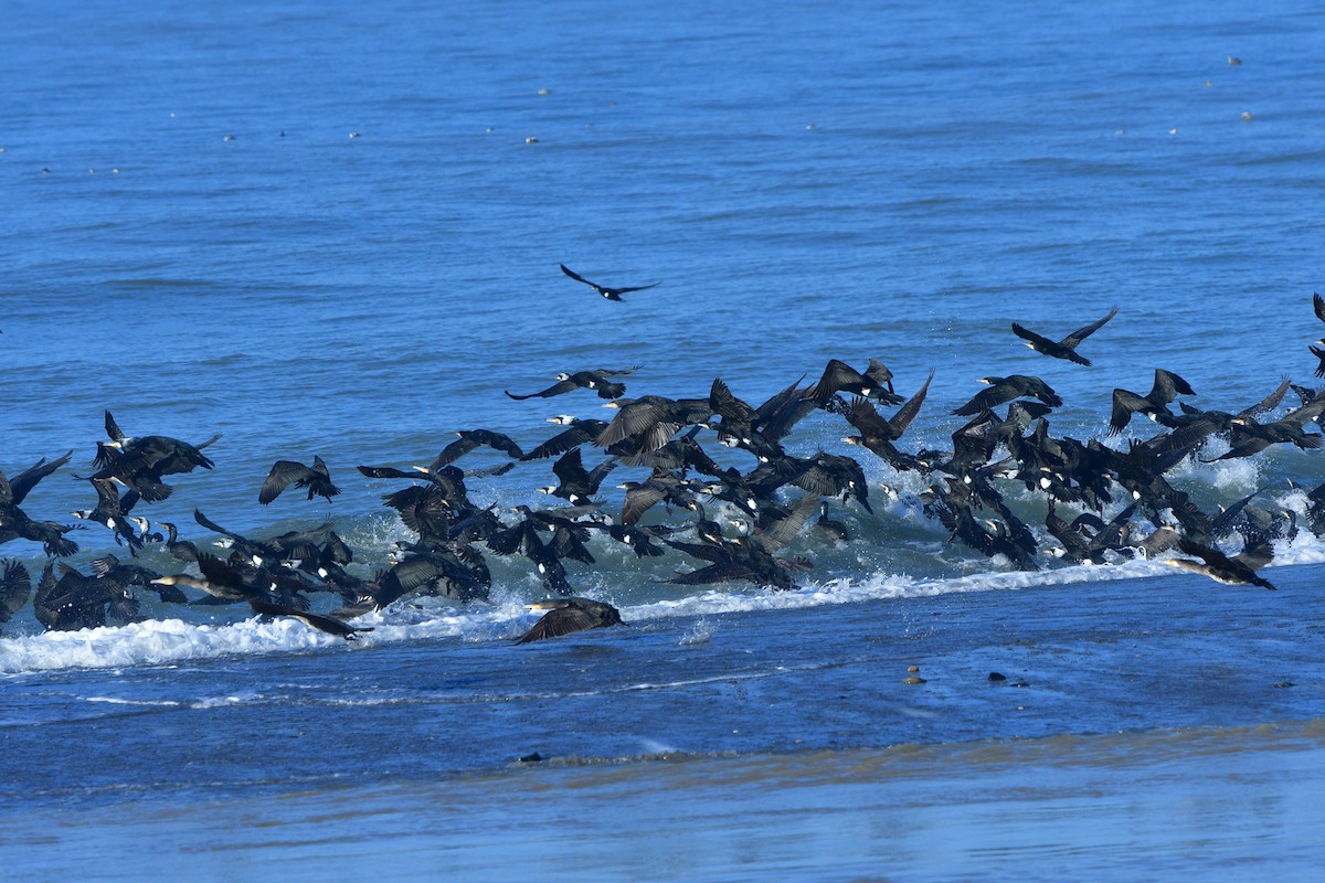 Great Cormorant - ML640641536