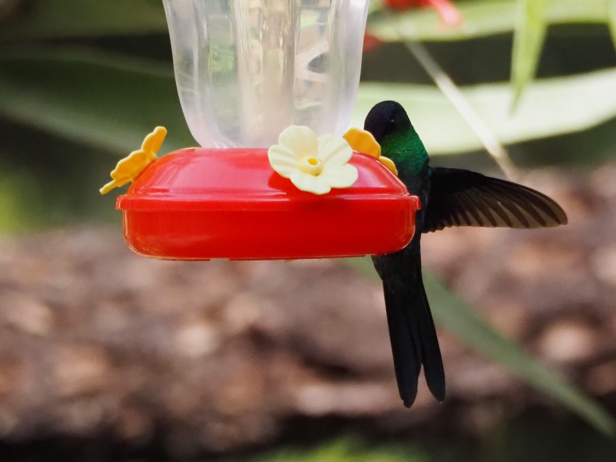 Violet-capped Woodnymph - ML640641540