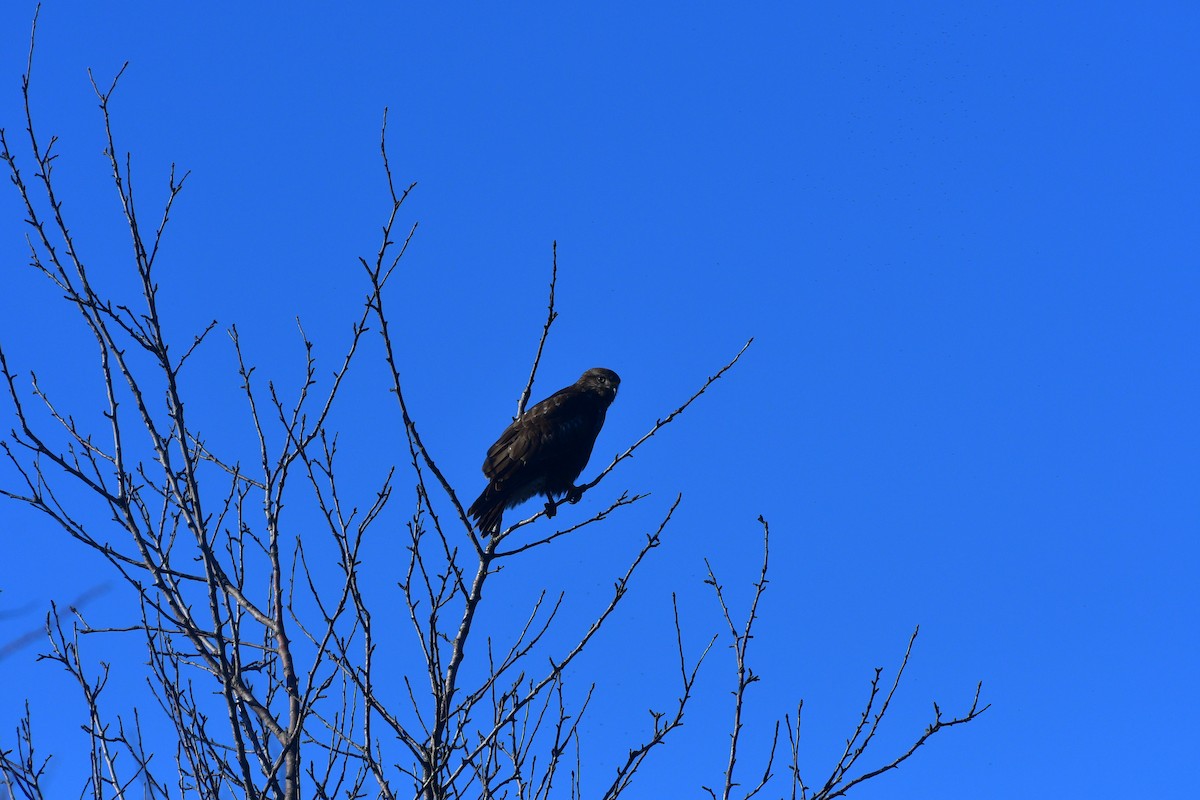 Common Buzzard - ML640641541