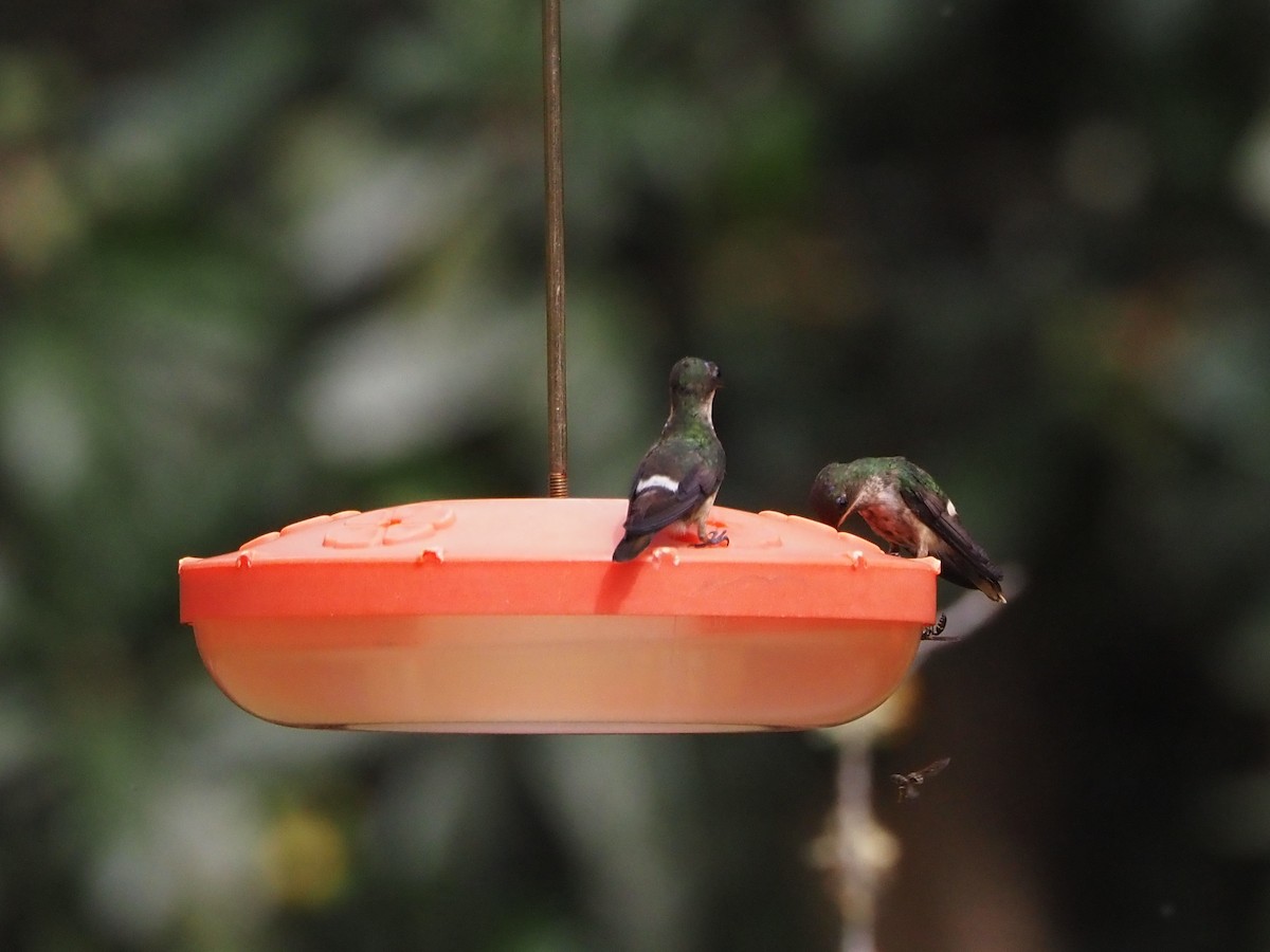 Festive Coquette - ML640641544