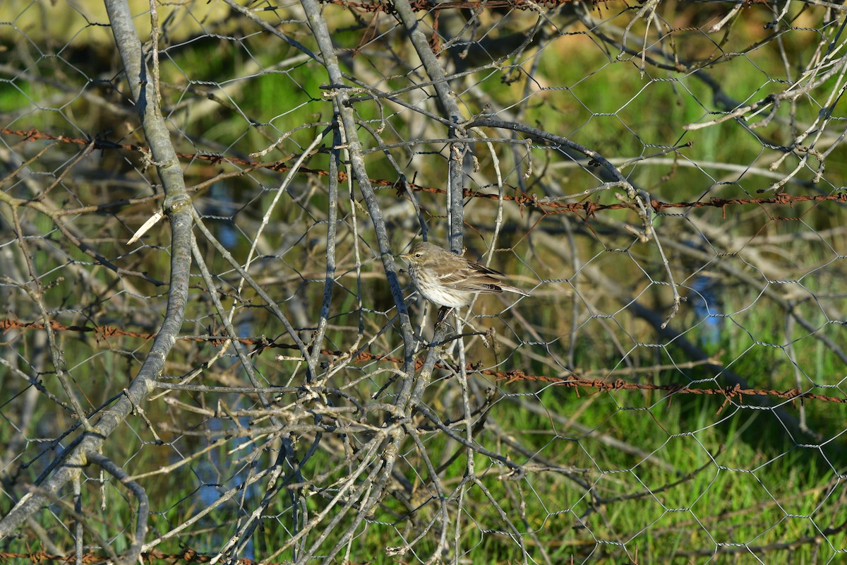 Water Pipit - ML640641545
