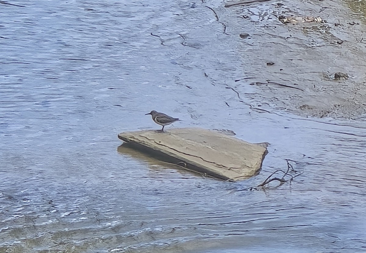 Common Sandpiper - ML640641660