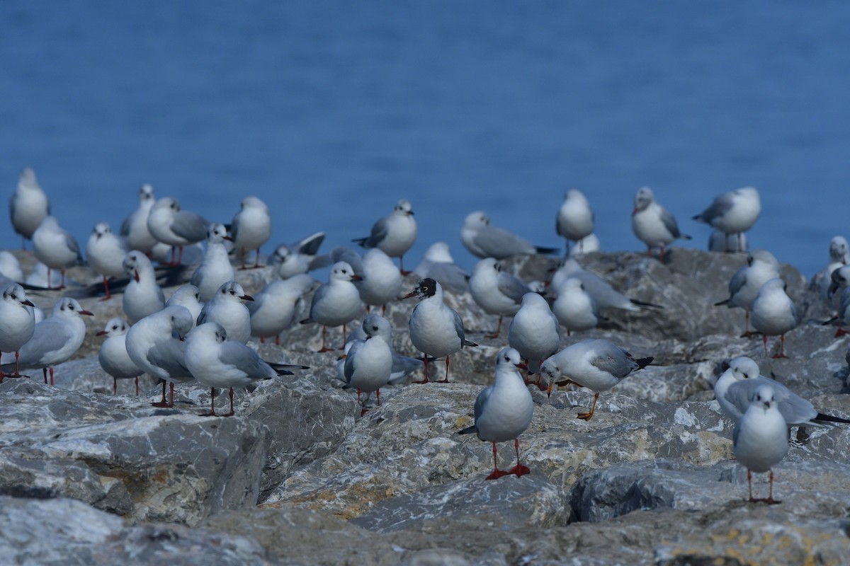Black-headed Gull - ML640641675