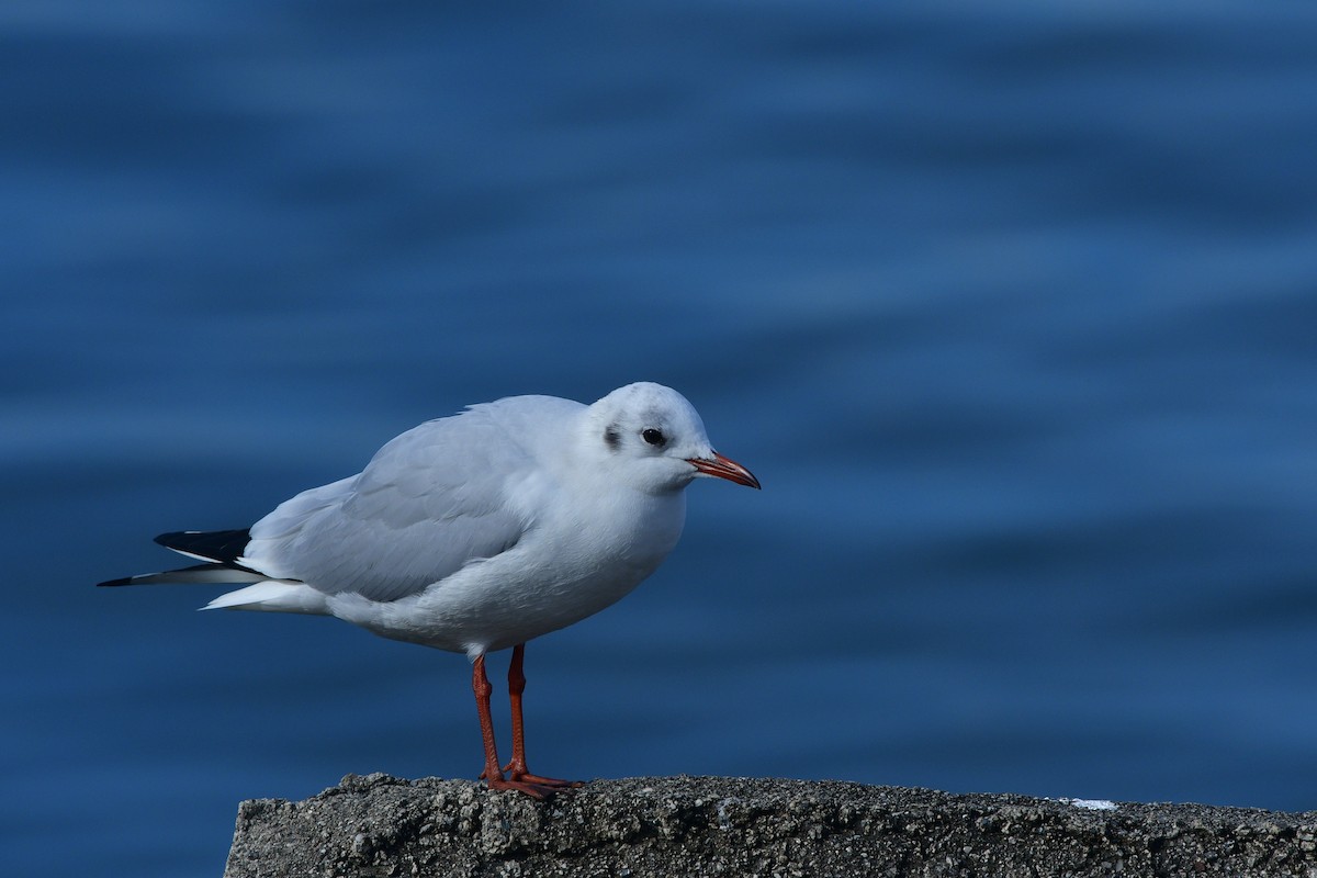 Black-headed Gull - ML640641676
