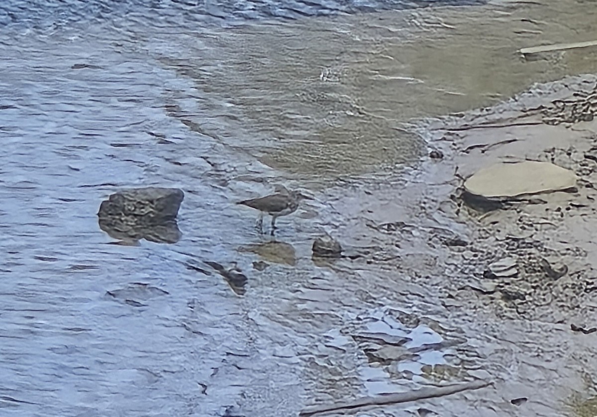 Green Sandpiper - ML640641679