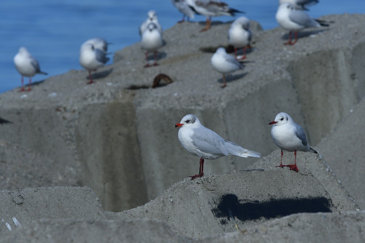 Mediterranean Gull - ML640641683