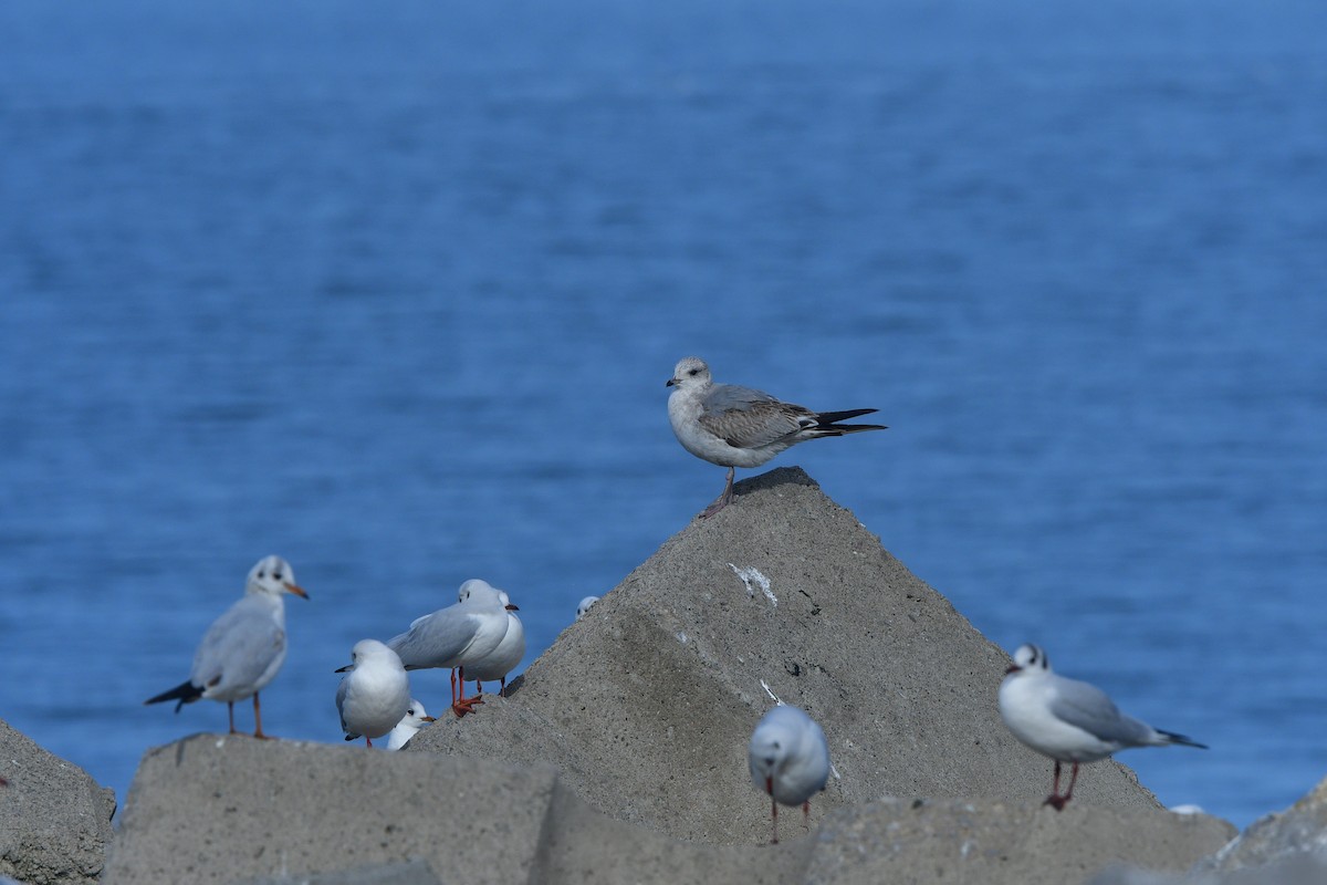 Common Gull - ML640641688