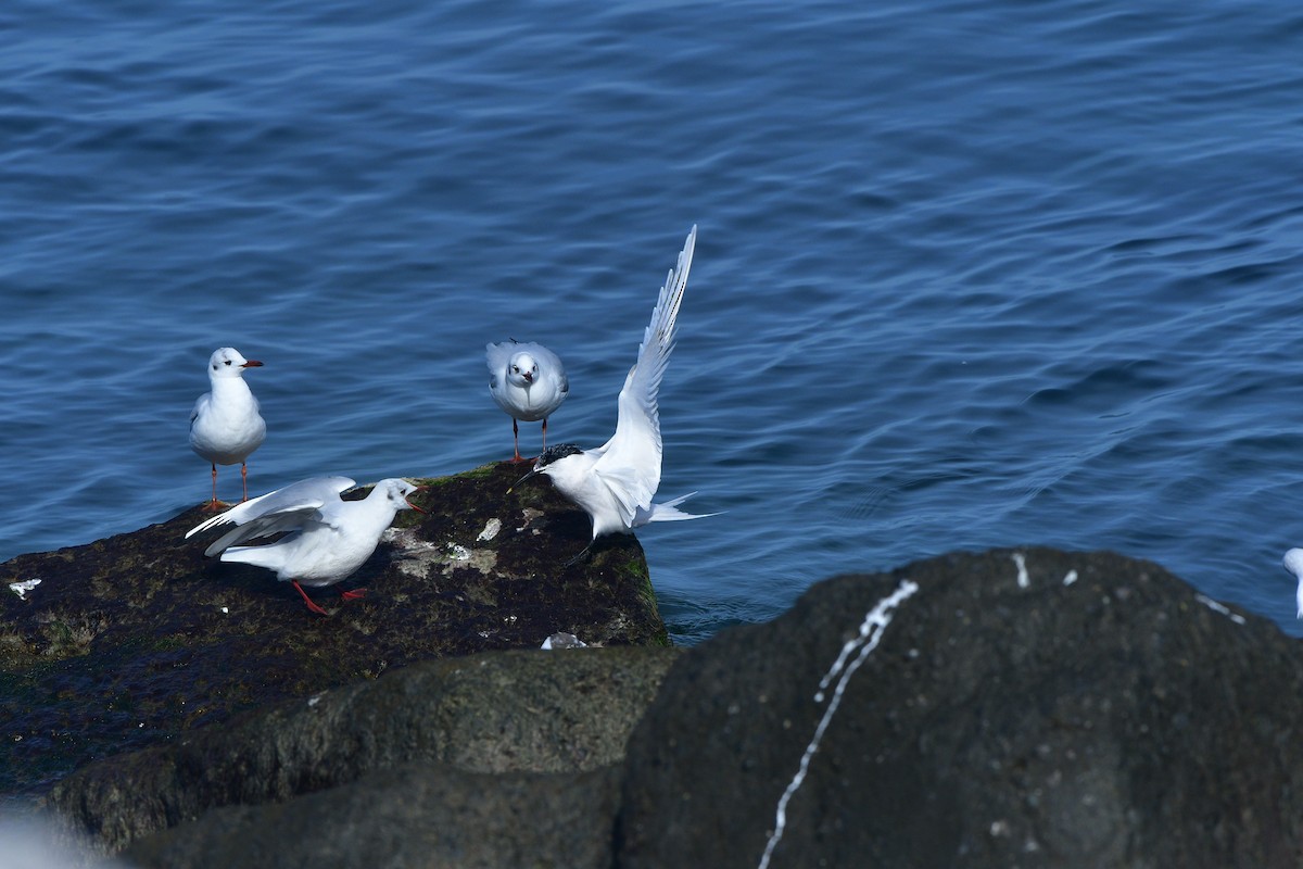 Sandwich Tern - ML640641691