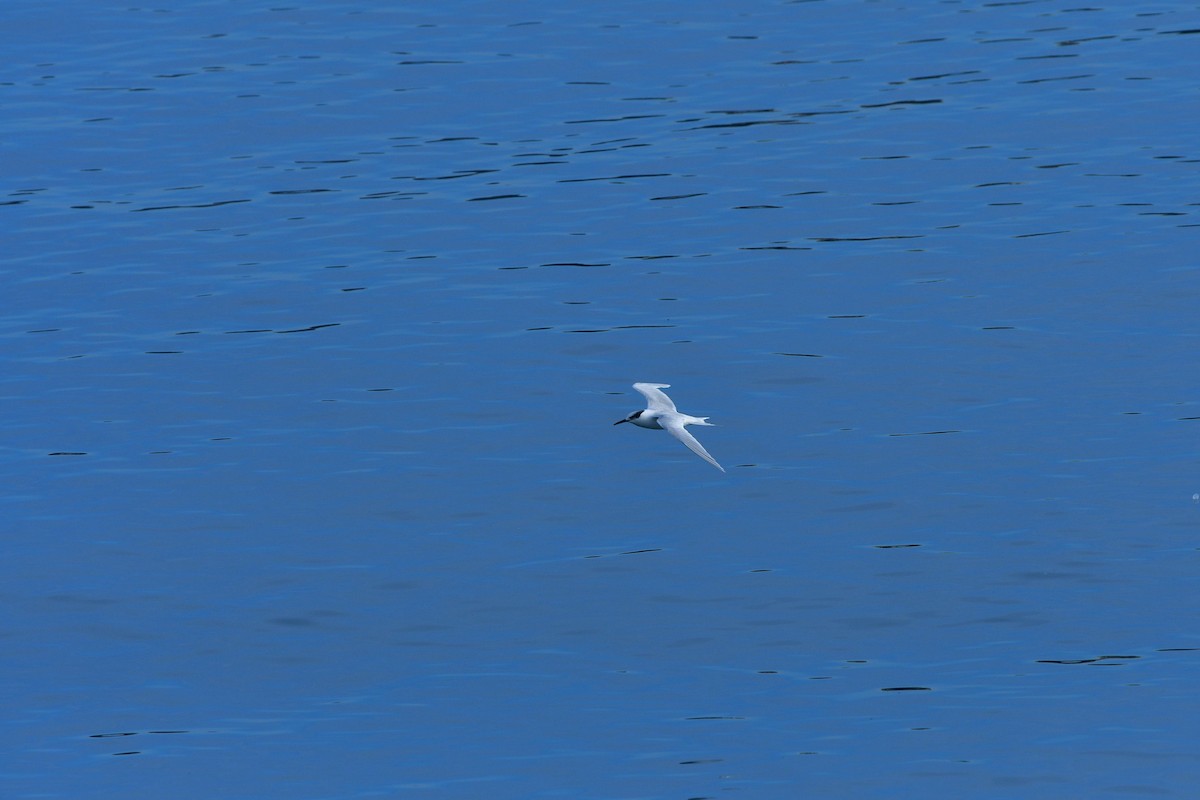 Sandwich Tern - ML640641692