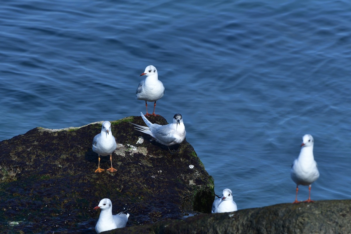 Sandwich Tern - ML640641694