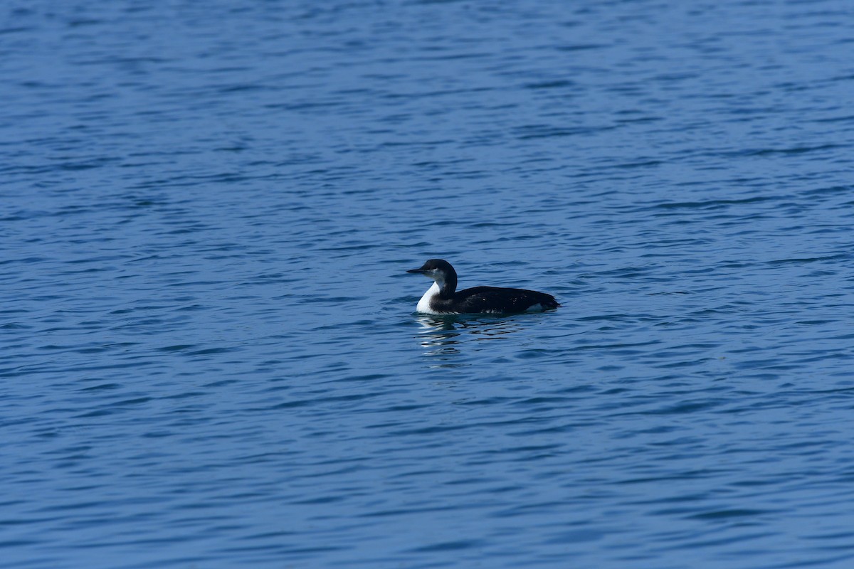Arctic Loon - ML640641695