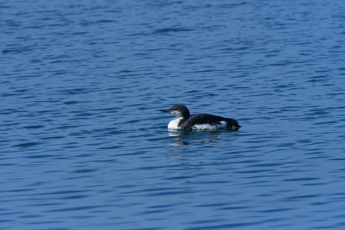 Arctic Loon - ML640641696