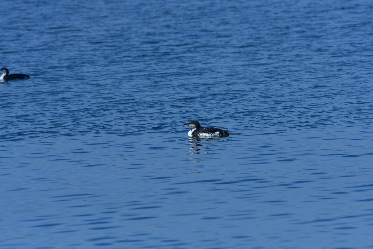 Arctic Loon - ML640641697