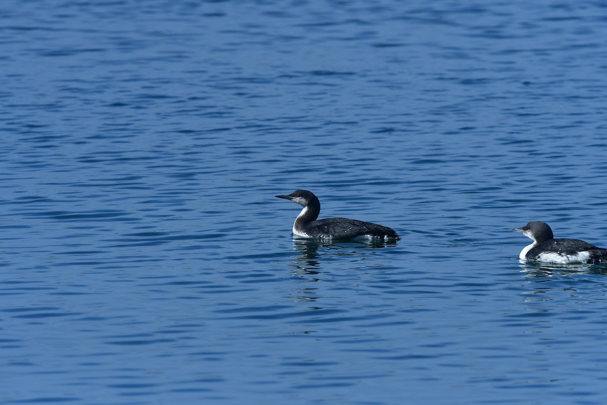 Arctic Loon - ML640641698
