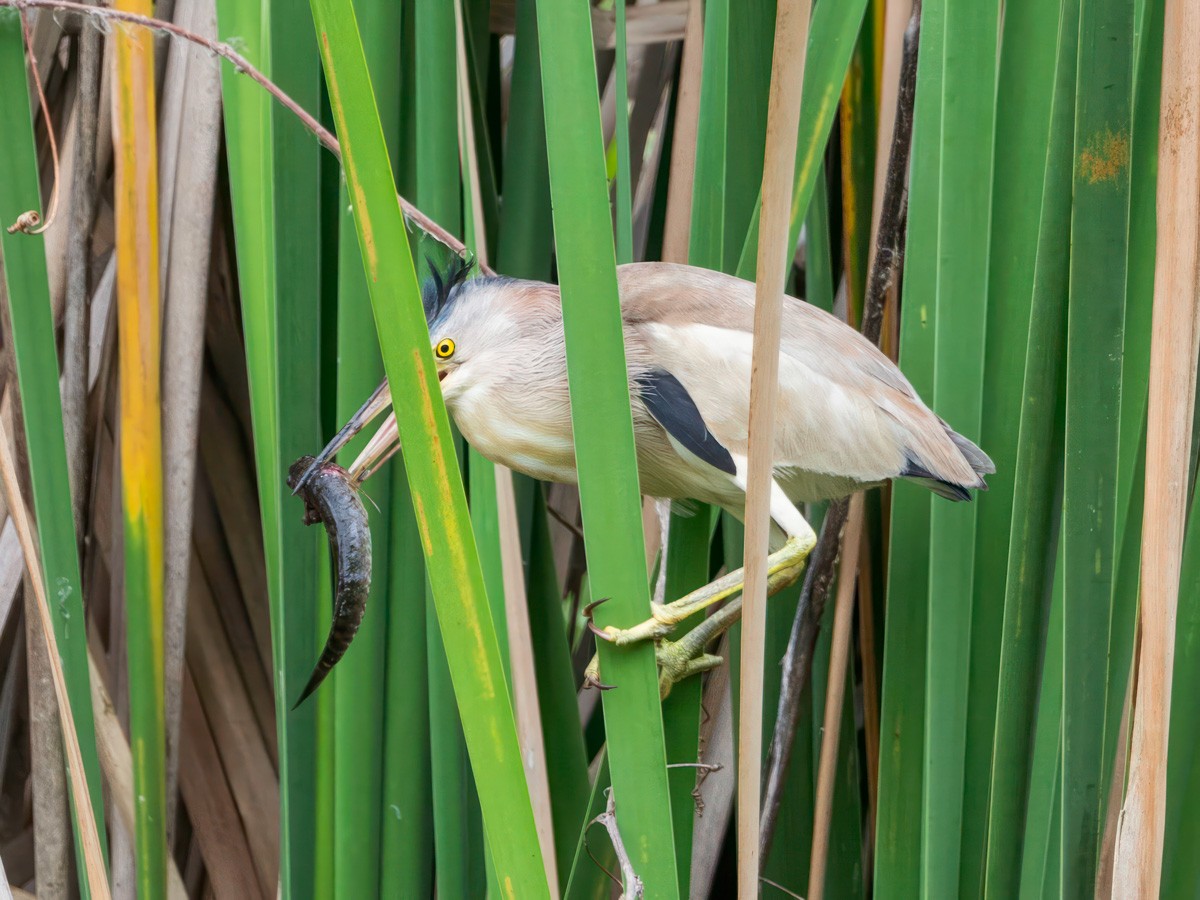 Yellow Bittern - ML640641734