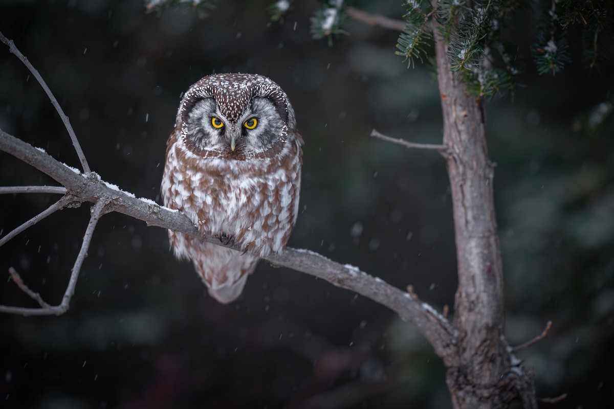 Boreal Owl - ML640641737
