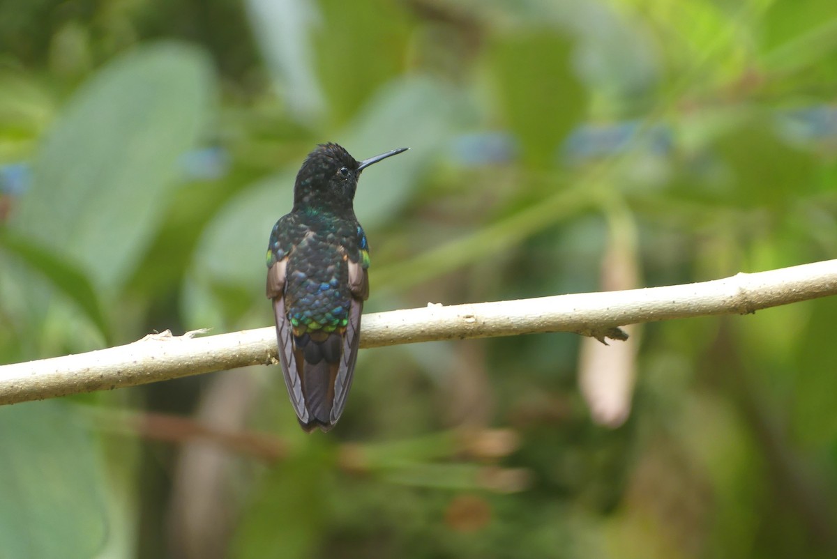 Green Thorntail - ML640641773