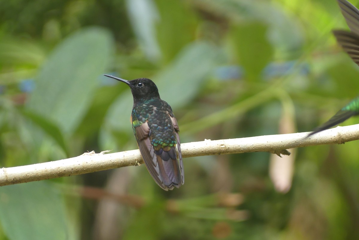 Green Thorntail - ML640641774