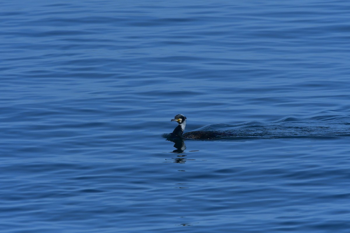 Great Cormorant - ML640641815