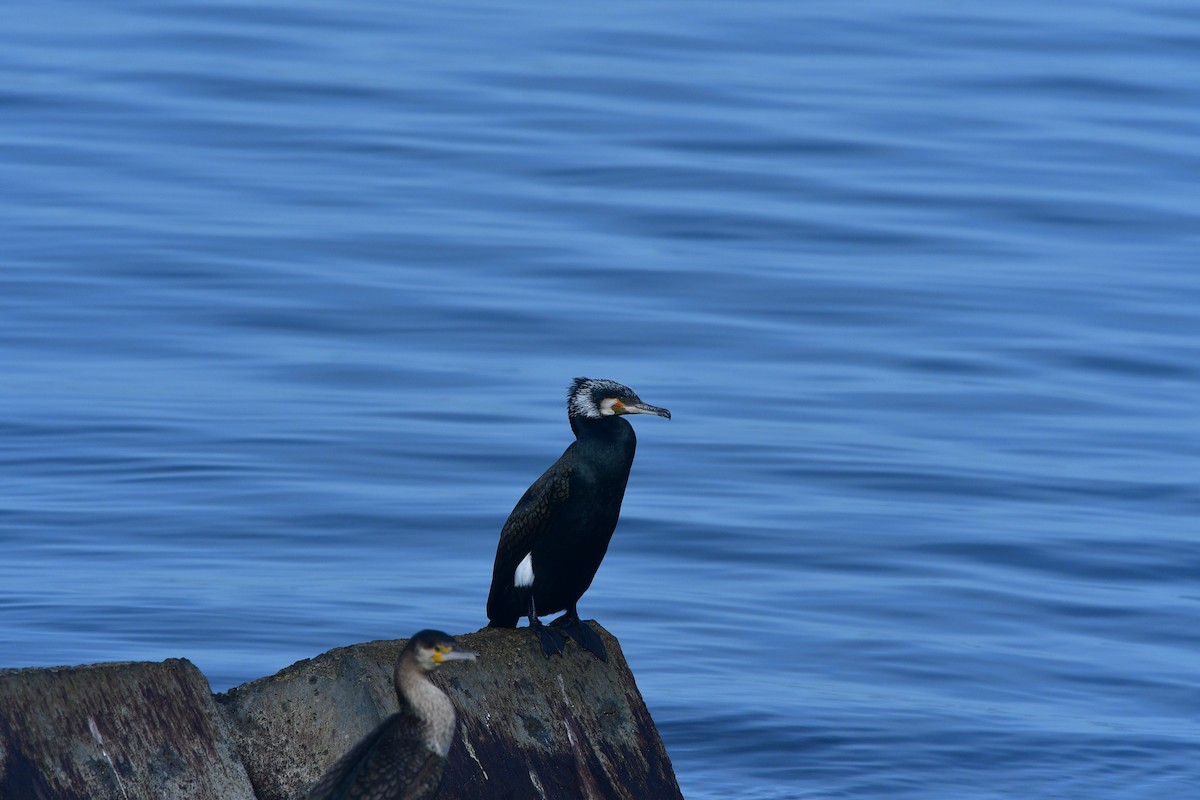 Great Cormorant - ML640641816