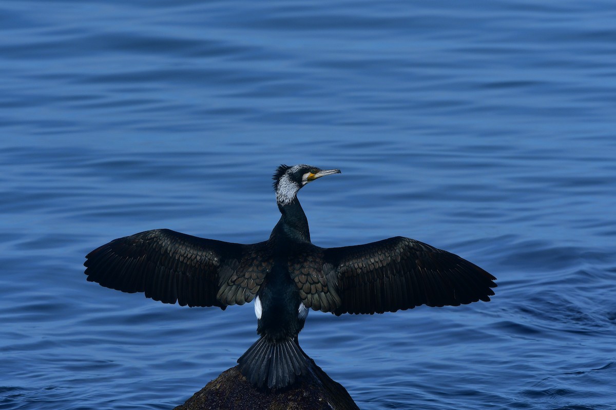 Great Cormorant - ML640641817
