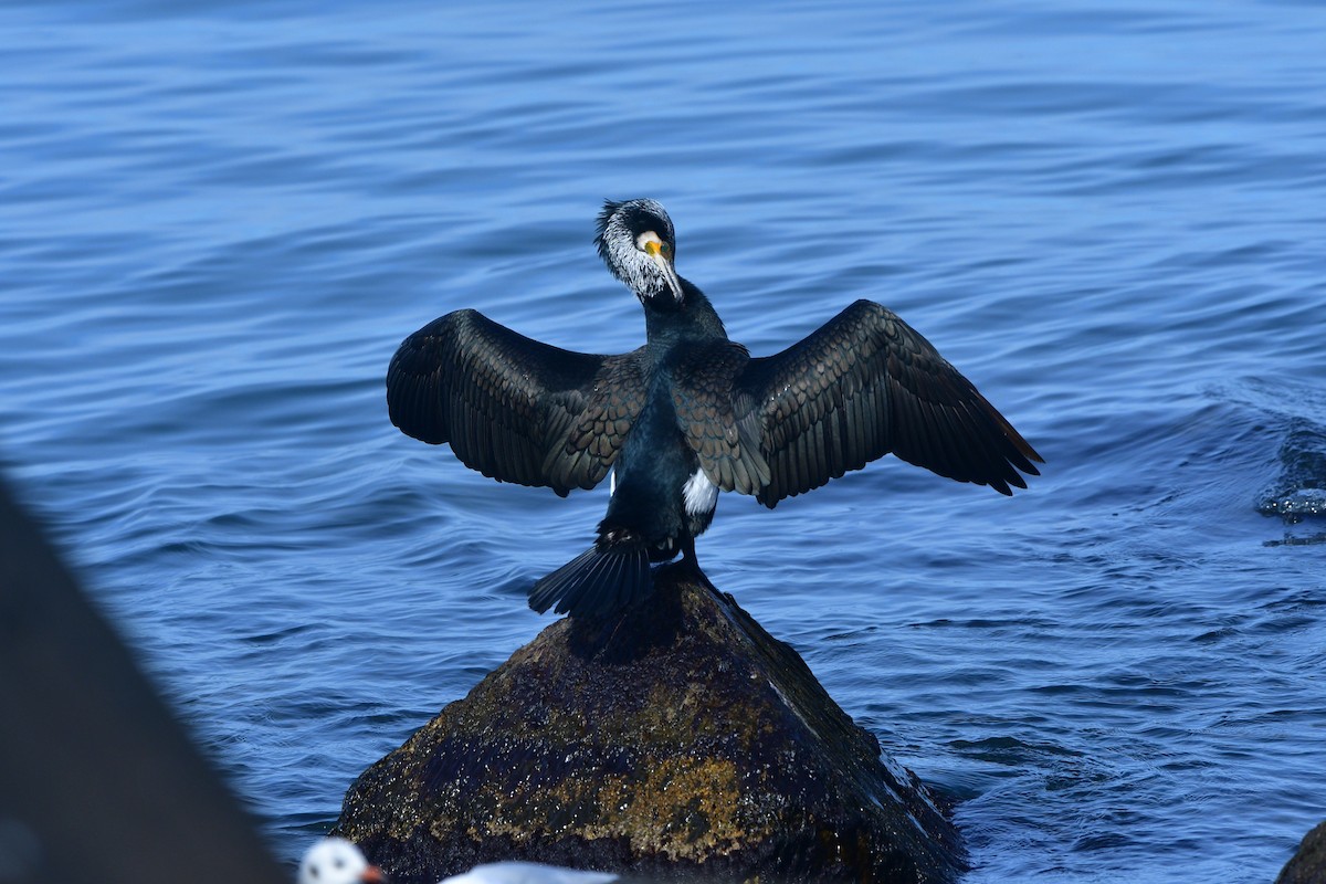 Great Cormorant - ML640641818