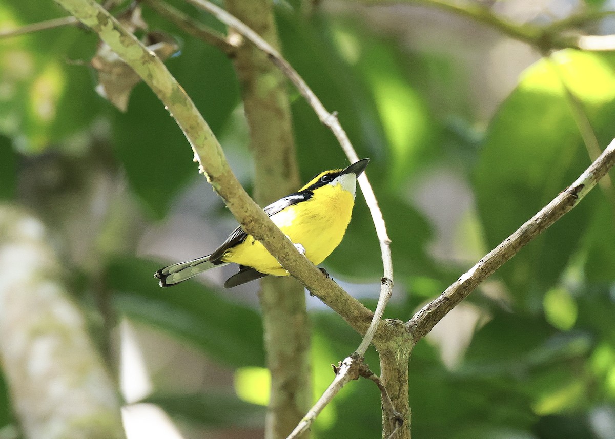 Yellow-breasted Boatbill - ML640641821