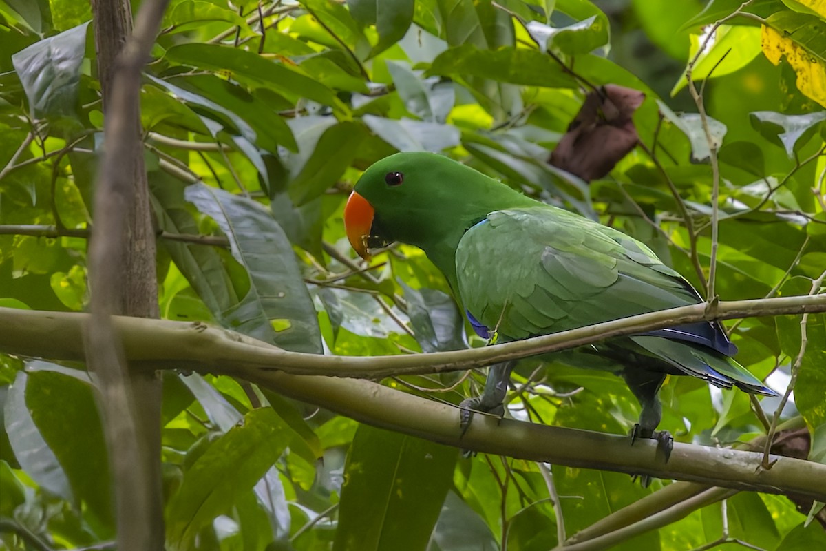 Papuan Eclectus - ML640641847