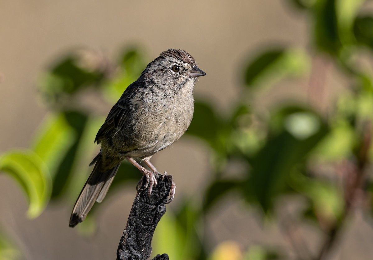 Rufous-crowned Sparrow - ML640641872