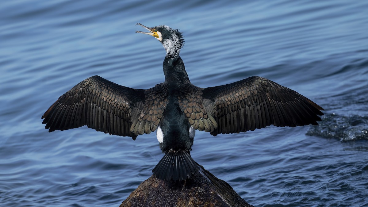 Great Cormorant - ML640641887
